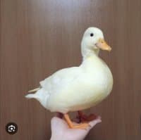 오리사랑