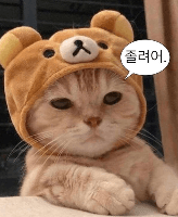레오01